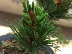 瑞光五针松下山桩的档次高吗 图片