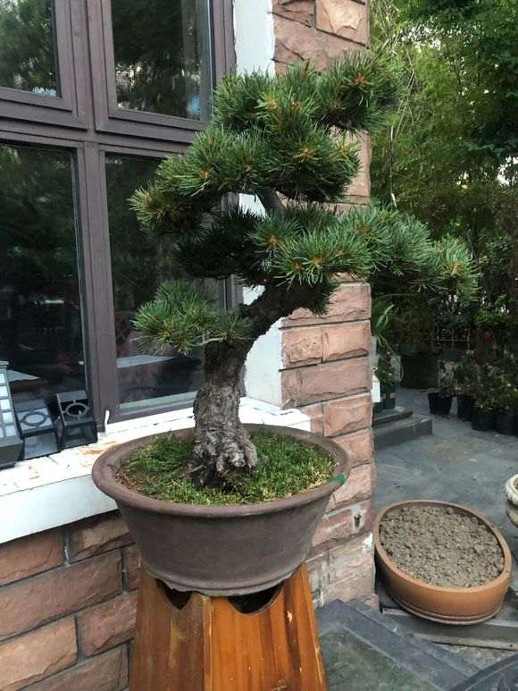 为什么五针松下山桩久湿不干 不能浇水