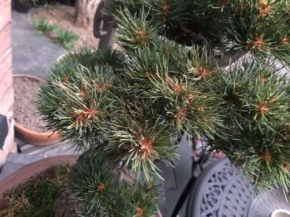 为什么五针松下山桩久湿不干 不能浇水