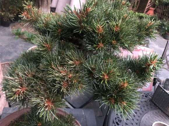 为什么五针松下山桩久湿不干 不能浇水