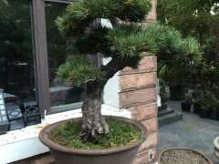 为什么五针松下山桩久湿不干 不能浇水