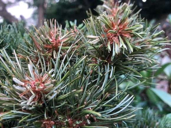 五针松下山桩脱水了 怎么办 图片