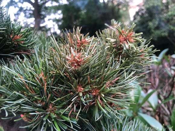 五针松下山桩脱水了 怎么办 图片