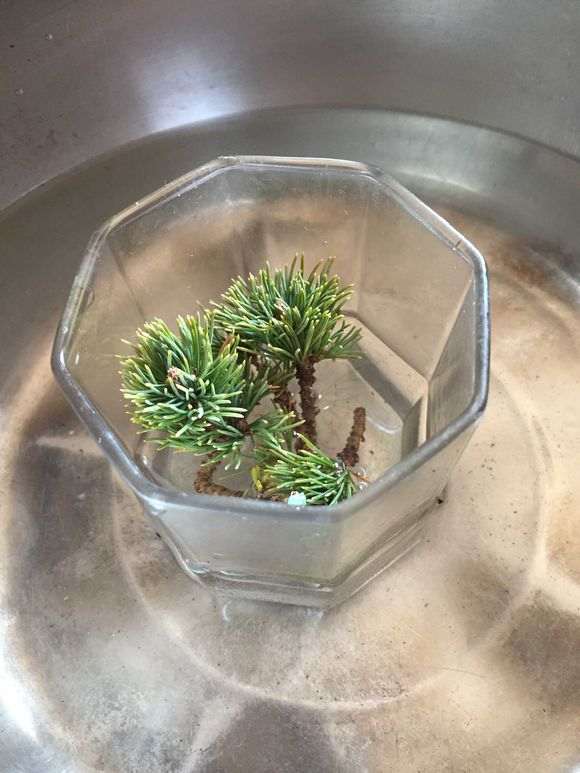 瑞祥五针松下山桩怎么扦插的方法 图片