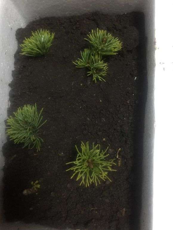 瑞祥五针松下山桩怎么扦插的方法 图片