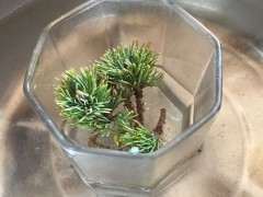 瑞祥五针松下山桩怎么扦插的方法 图片