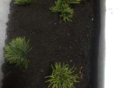 哪些品种的五针松下山桩扦插活概率大