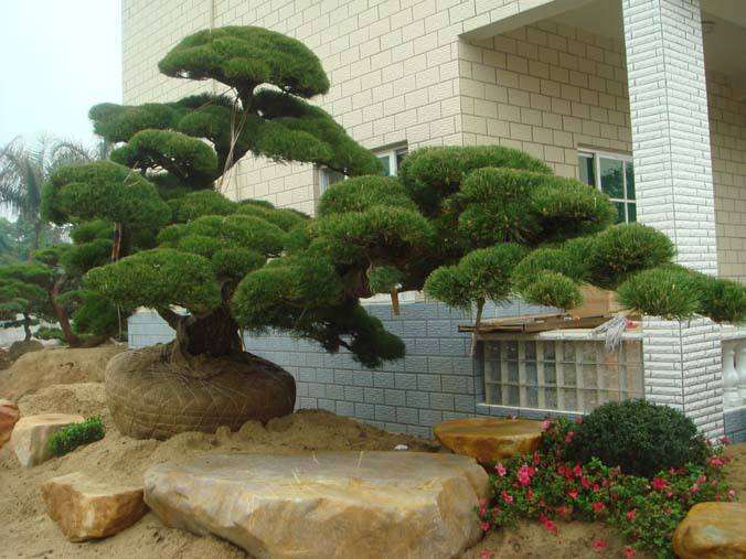 秋季扦插五针松下山桩 温度是不是太低