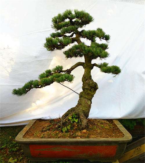 秋季扦插五针松下山桩 温度是不是太低