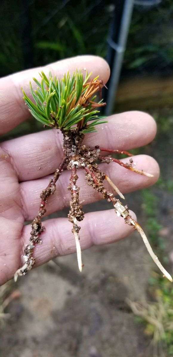 2月份插纤的五针松下山桩 可以成活吗