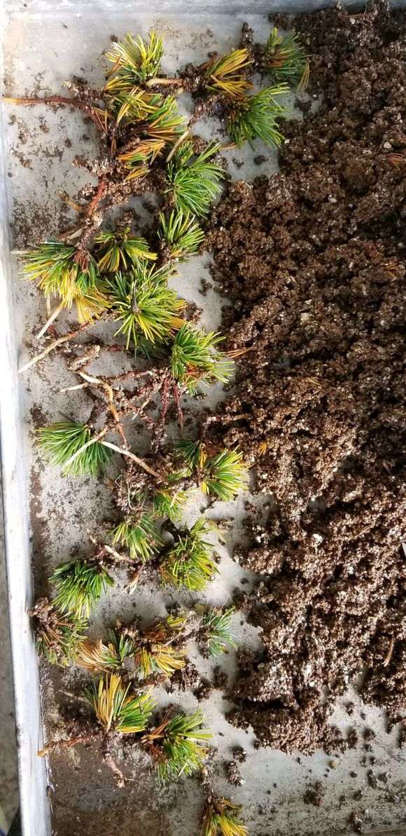 2月份插纤的五针松下山桩 可以成活吗