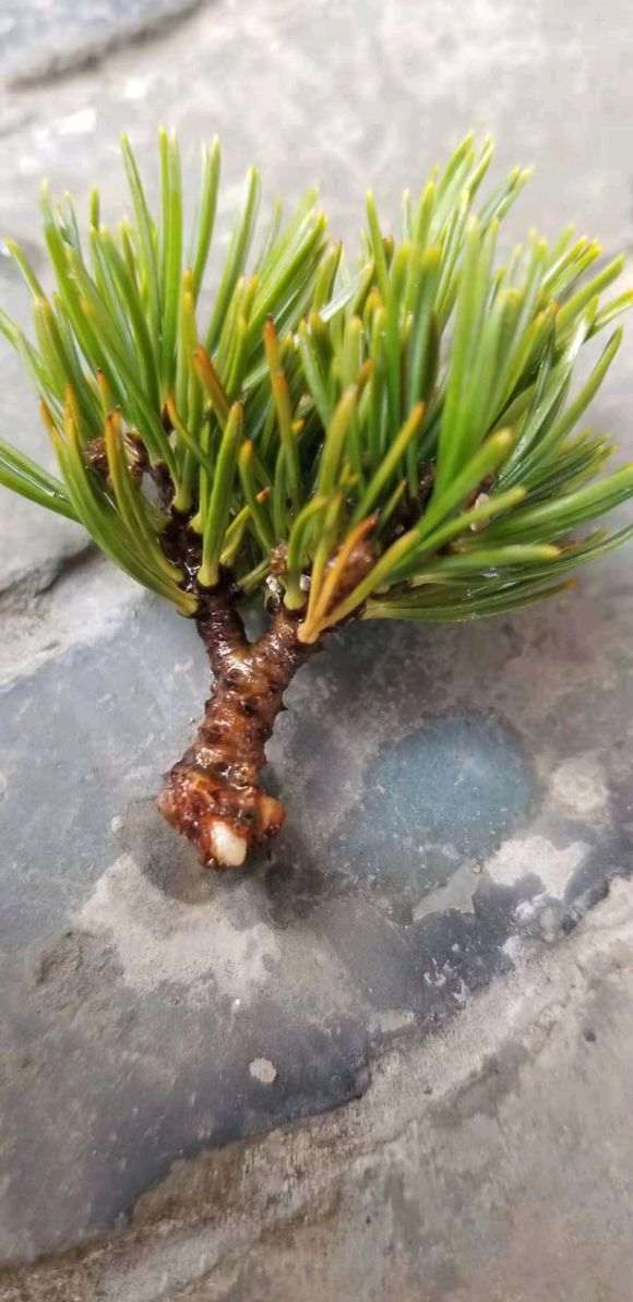 2月份插纤的五针松下山桩 可以成活吗