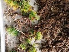 2月份插纤的五针松下山桩 可以成活吗