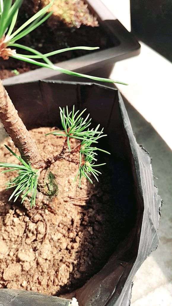 你的五针松下山桩在阳台养了多久了