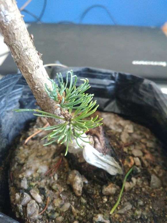 你的五针松下山桩在阳台养了多久了