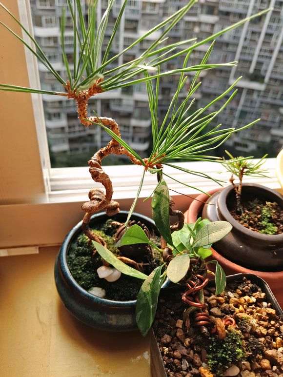 你的五针松下山桩在阳台养了多久了