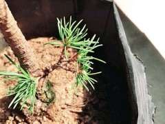 你的五针松下山桩在阳台养了多久了