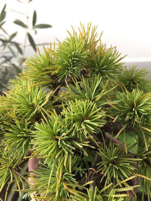 那须五针松下山桩的针叶变黄了 怎么办