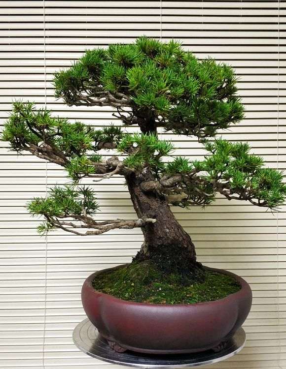 五针松下山桩的老叶新叶 长短怎么那么大