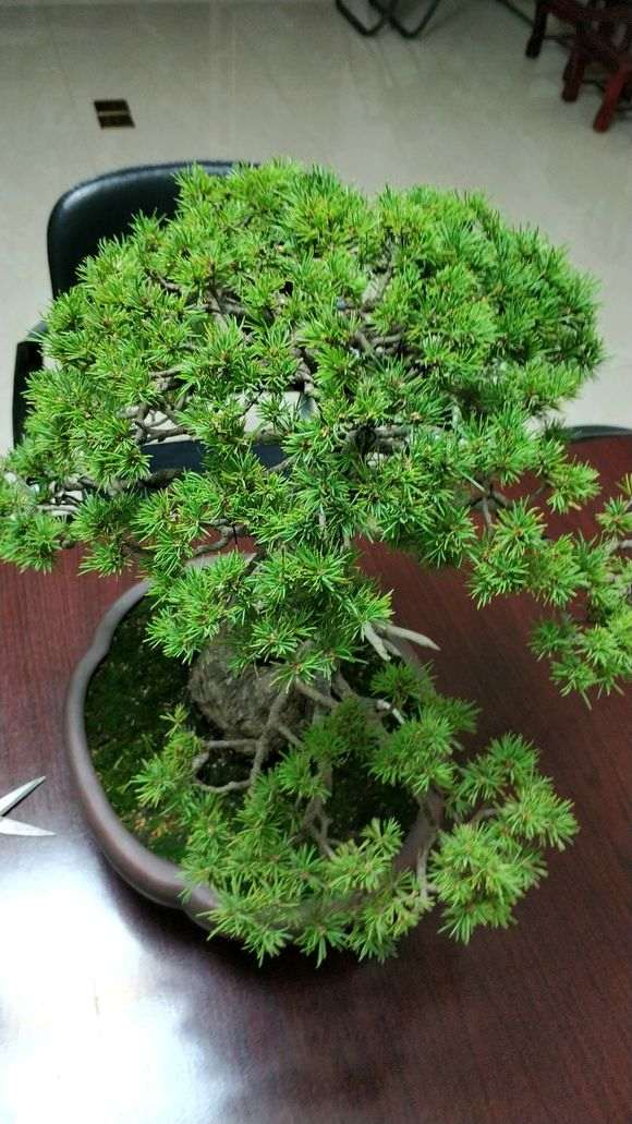 五针松下山桩的老叶新叶 长短怎么那么大