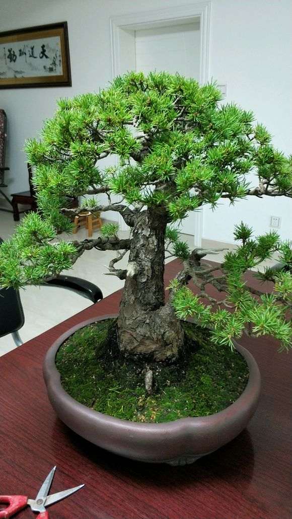 五针松下山桩的老叶新叶 长短怎么那么大