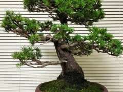 五针松下山桩的老叶新叶 长短怎么那么大