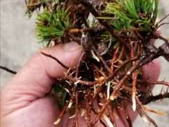 五针松下山桩扦插 已经4O多天了 图片