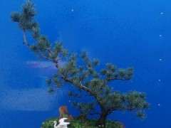 养五针松下山桩用什么土最好 图片