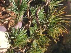 这是五针松下山桩缺水 还是晒伤 图片