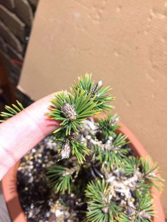 求教各位 这是什么品种的五针松下山桩