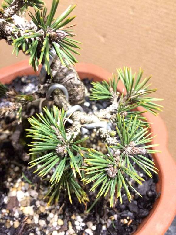 求教各位 这是什么品种的五针松下山桩