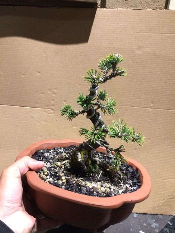 求教各位 这是什么品种的五针松下山桩