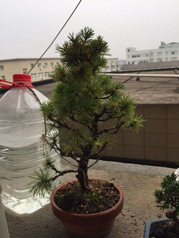 五针松下山桩新出的嫩芽都黄了 怎么办