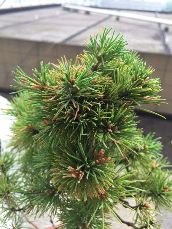 五针松下山桩新出的嫩芽都黄了 怎么办