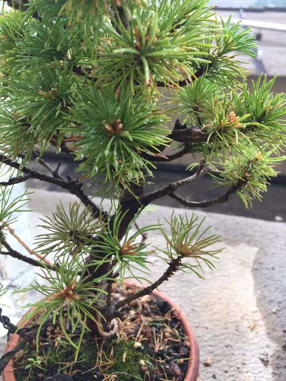 五针松下山桩新出的嫩芽都黄了 怎么办