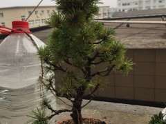 五针松下山桩新出的嫩芽都黄了 怎么办