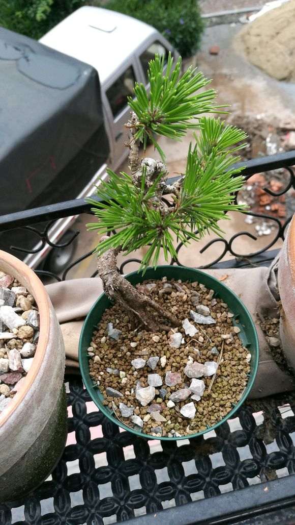 五针松下山桩的叶尖枯黄 怎么办 图片