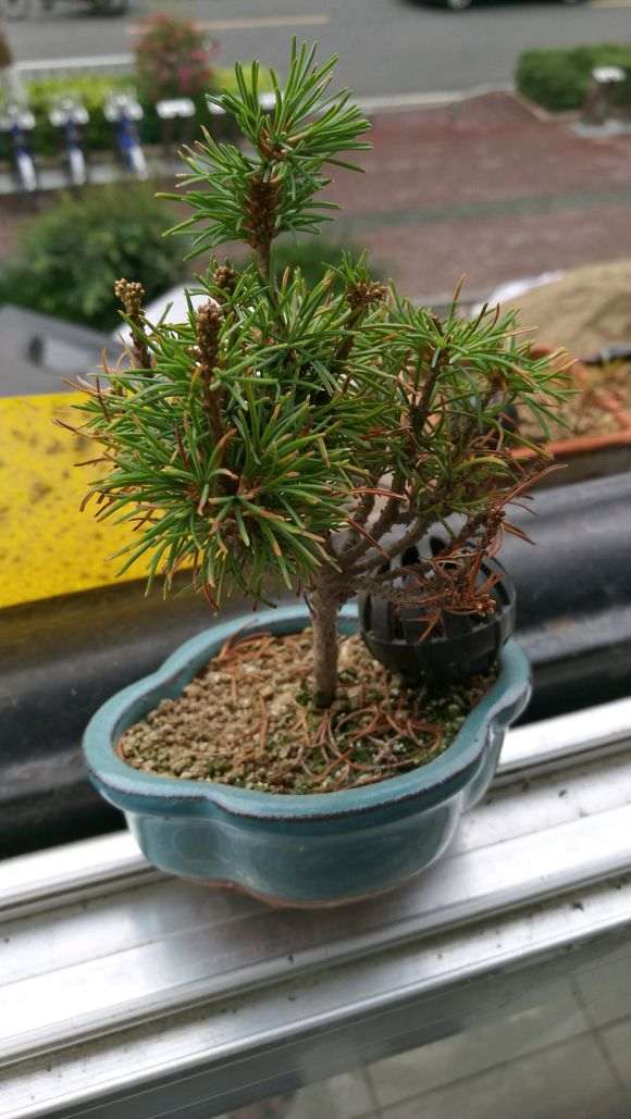 五针松下山桩的叶尖枯黄 怎么办 图片