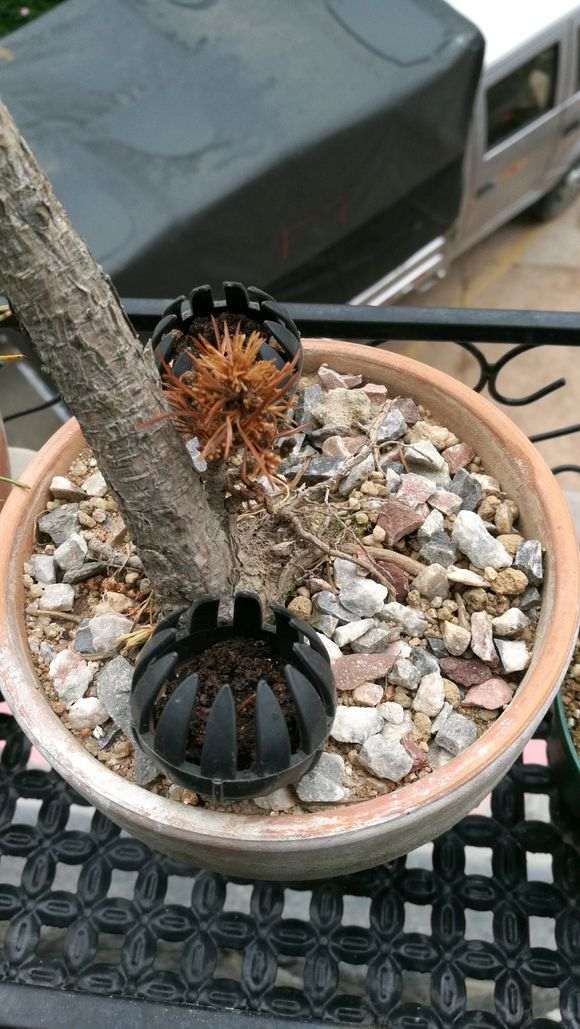 五针松下山桩的叶尖枯黄 怎么办 图片