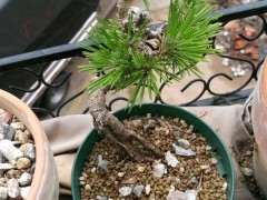 五针松下山桩的叶尖枯黄 怎么办 图片