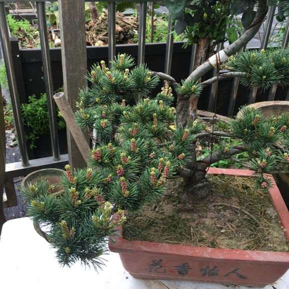 五针松下山桩盘扎的铁丝需要去了吗