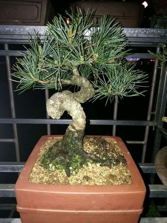 五针松下山桩的新叶干枯了是什么原因