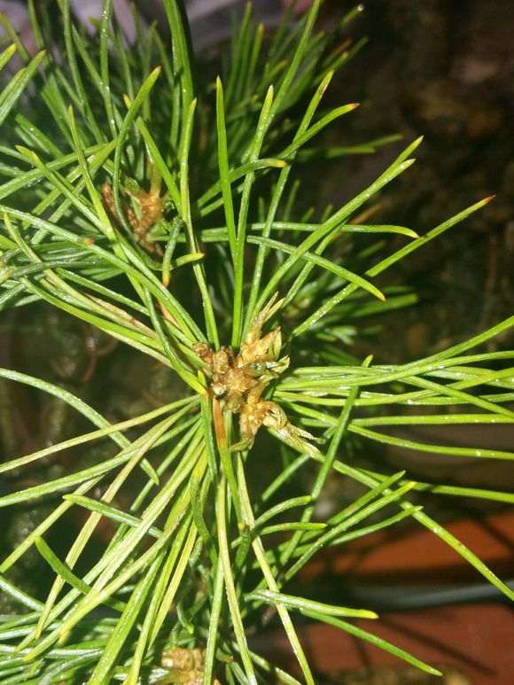 五针松下山桩的新叶干枯了是什么原因