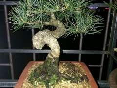 五针松下山桩的新叶干枯了是什么原因