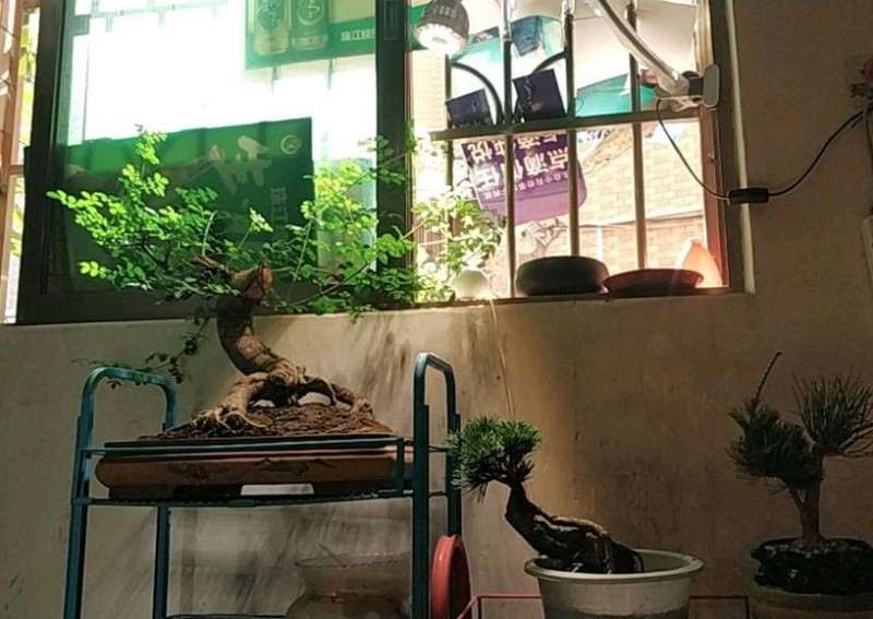 小松树下山桩放在窗边能养得好吗 图片