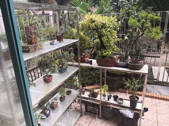 五针松下山桩在室内可以用灯光吗 图片