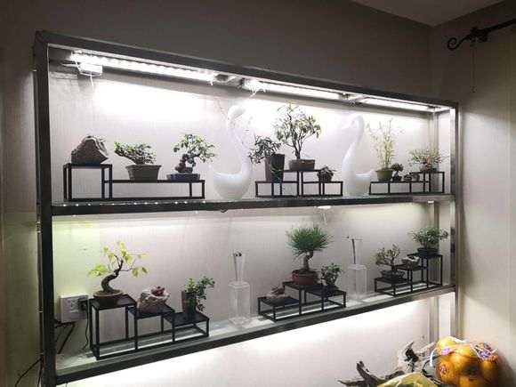 五针松下山桩在室内可以用灯光吗 图片