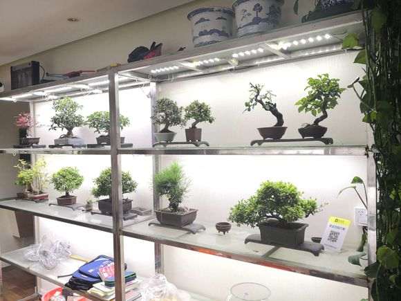 五针松下山桩在室内可以用灯光吗 图片