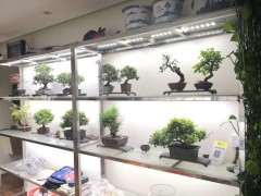 五针松下山桩在室内可以用灯光吗 图片