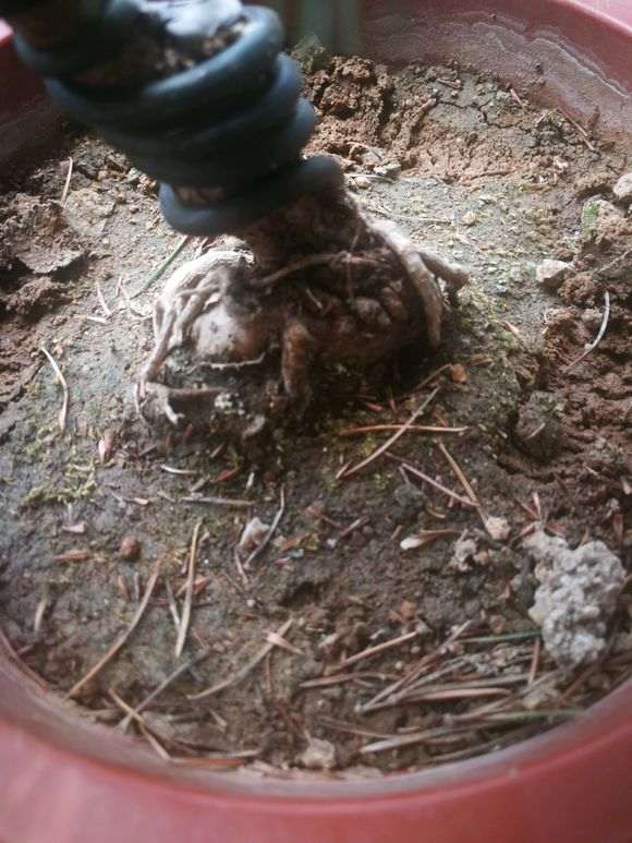 五针松怎么浇水和土壤湿度的方法 图片